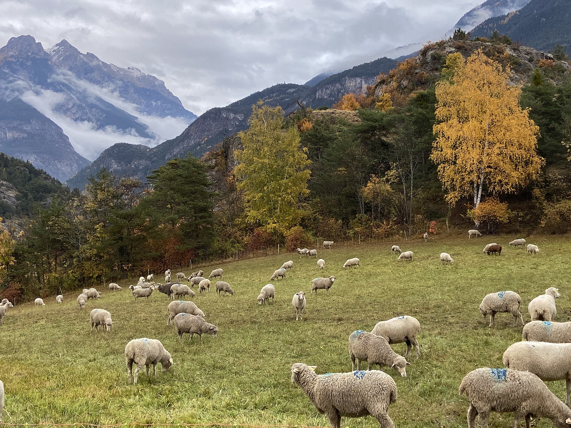 Le montagne del Queyras e la punta del Pain de Sucre viste da Guillestre